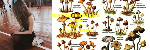 гашик Верея